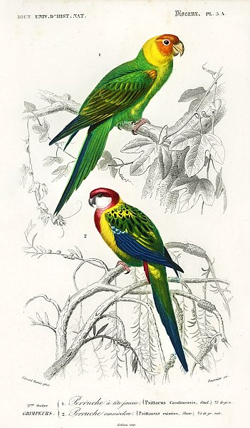 Разные виды попугаев