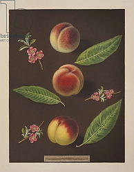 Постер Брукшоу Джордж Chancellor, Catherine and the Old Newington peaches Постер Брукшоу Джордж Chancellor, Catherine and the Old Newington peaches