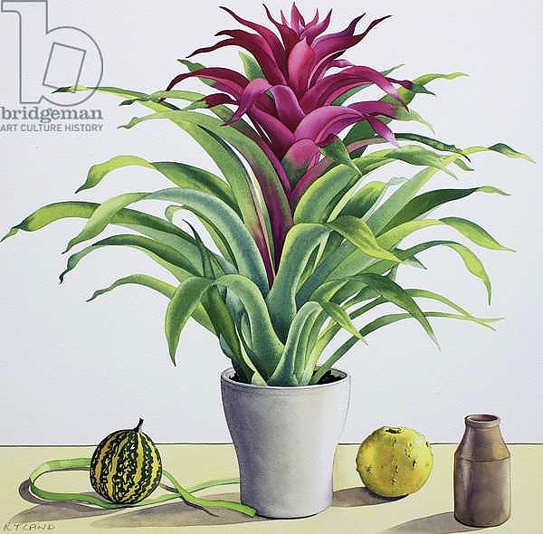 Still Life with Bromeliad