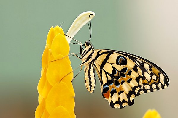 Черно-желтая бабочка на ярко-желтом цветке