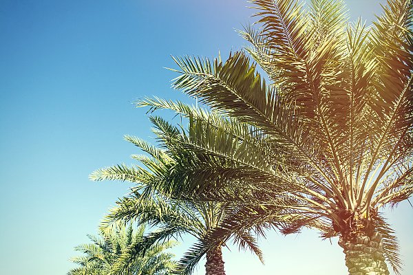 Ряд пальм под голубым небом