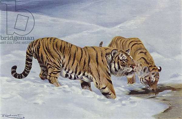 Manchurian Tiger