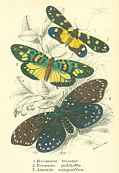 Постер Devanica tricolor, Erasmia pulchella, Amesia sanguiflua