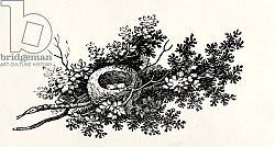 Постер Бевик Томас Bird's Nest, from the 'History of British Birds' Volume I, pub. 1797 Постер Бевик Томас Bird's Nest, from the 'History of British Birds' Volume I, pub. 1797