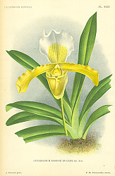 Постер Cypridedium Insigne Luciani em. Rod. 1