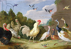 Постер Кессель Ян Wooded Landscape with a Cock, Turkey, Hens and other Birds, 17th century Постер Кессель Ян Wooded Landscape with a Cock, Turkey, Hens and other Birds, 17th century