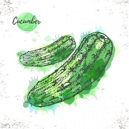 Эскиз акварельного огурца