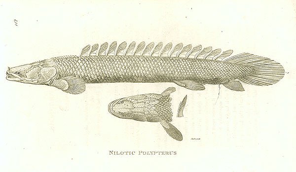 Nilotic Polypterus 1