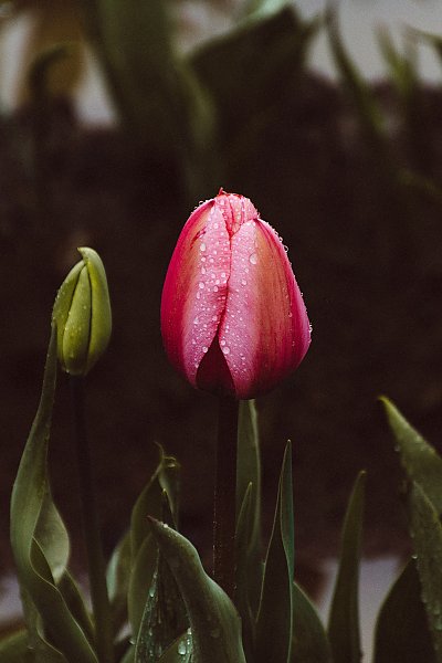 Розовый тюльпан в каплях росы