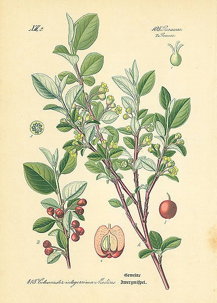 Rosaceae, Pomeae, Cotoneaster integerrima Medicus