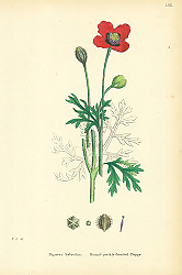 Постер Papaver Hybridum. Round-prickly-headed Poppy.