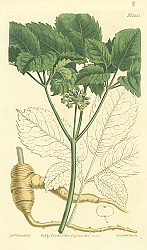 Постер Curtis Ботаника №55