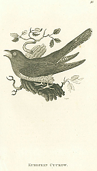 Постер European Cuckow
