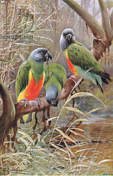 Постер Кунер Вильгельм Senegal Parrot, illustration from'Wildlife of the World', c.1910 Постер Кунер Вильгельм Senegal Parrot, illustration from'Wildlife of the World', c.1910