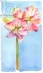 Постер Килинг Джон (совр) Amaryllis with aqua background, 2015, Постер Килинг Джон (совр) Amaryllis with aqua background, 2015,
