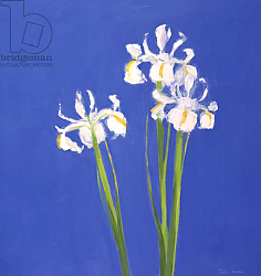 Постер Миллер Джон (совр) Dutch White Exelsior, 2000 Постер Миллер Джон (совр) Dutch White Exelsior, 2000