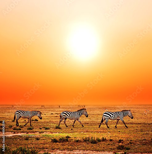 Три зебры на закате