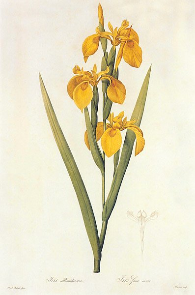 Iris pseudacorus L