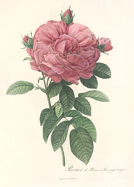 Постер Редюти Пьер Rosa Gallica Flore giganteo
