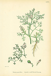 Постер Fumaria Parviflora. Lamarks Small Flowered Fumitory.