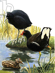 Постер Дэвис Р. (жив, дет) Birds of our Lakes and Rivers: Coot and Moorhen Постер Дэвис Р. (жив, дет) Birds of our Lakes and Rivers: Coot and Moorhen