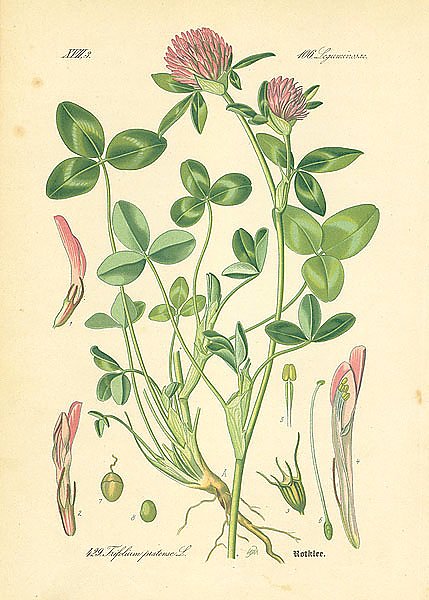 Leguminosae, Trifolium pratense