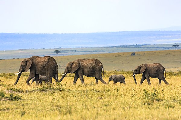 Семейство слонов на прогулке