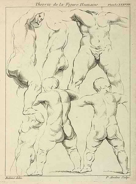 Studies of male torsos