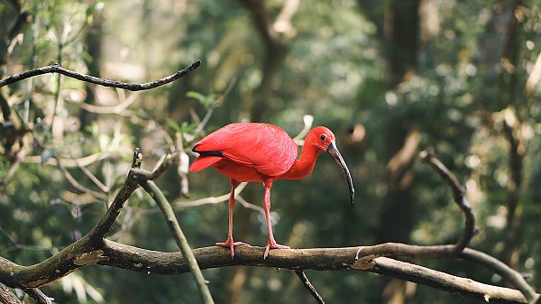 Красная экзотическая птица на ветке