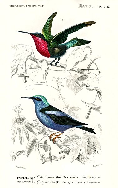 Разные виды колибри