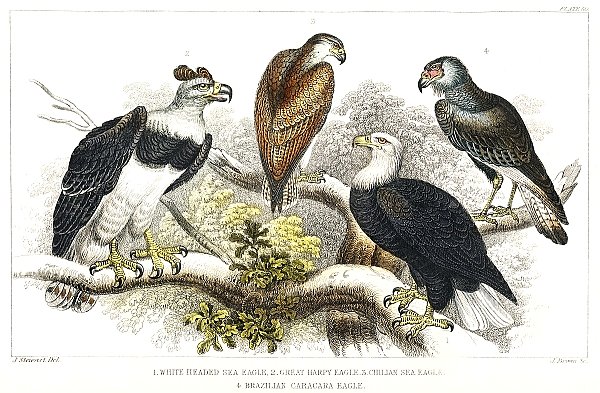 Белоголовый морской орел, большой гарпийский орел, чилийский морской орел и бразильский орел каракара