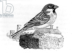 Постер Бевик Томас The House Sparrow, illustration from 'A History of British Birds', 1797 Постер Бевик Томас The House Sparrow, illustration from 'A History of British Birds', 1797
