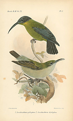 Постер Aranchnothera poliopteca, Aranchnothera iliophus Постер Aranchnothera poliopteca, Aranchnothera iliophus