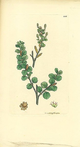 Sowerby Ботаника №18 1