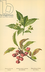 Постер Бут Вильям (последователи, ботаника) Spindle-Tree Flowers and Berries Постер Бут Вильям (последователи, ботаника) Spindle-Tree Flowers and Berries