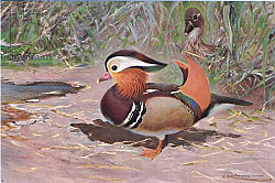Постер Кунер Вильгельм Mandarin Duck, from Wildlife of the World published by Frederick Warne & Co, c.1900 Постер Кунер Вильгельм Mandarin Duck, from Wildlife of the World published by Frederick Warne & Co, c.1900