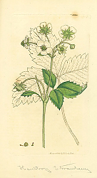 Постер Sowerby Ботаника №13