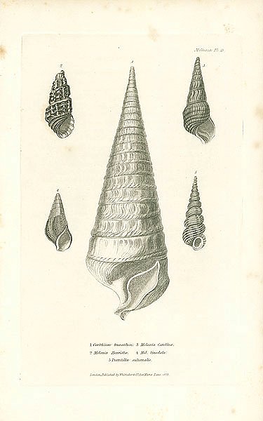 Cerithium truncatum, Melania Henriettae, Melania Carolinae, Mel. Lineolata, Turritella sulurnalis