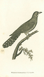 Постер White-throated Cuckow