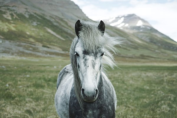 Серая скандинавская лошадь