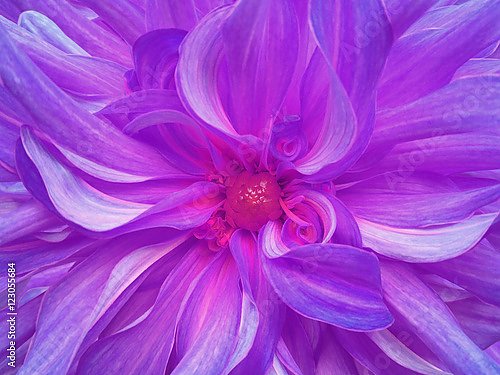 Пурпурный цветок хризантемы крупным планом