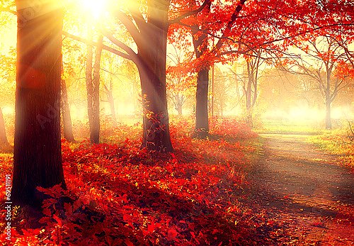 Осенний лес с ярким солнцем