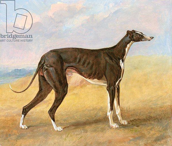 One of George Lane Fox's Winning Greyhounds: the Black and White Greyhound, Turk 1822