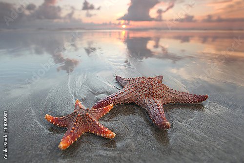 Две морские звезды на тропическом пляже