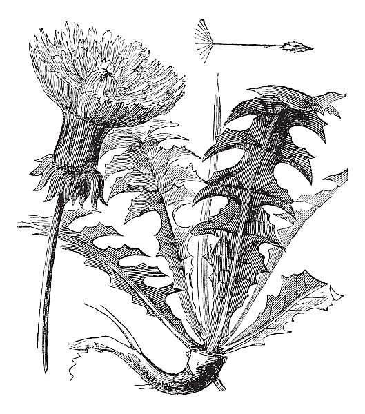 Taraxacum or Dandelion, vintage engraving.