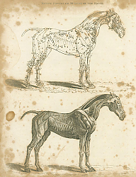 Постер Moving Powers, or Muscles of the Horse