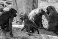 Черно-белое