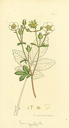 Постер Sowerby Ботаника №7