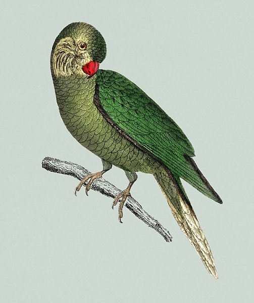 Старинный раскрашенный вручную рисунок попугая