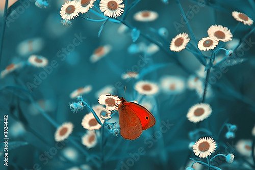Красно-коричневая бабочка среди полевых цветов